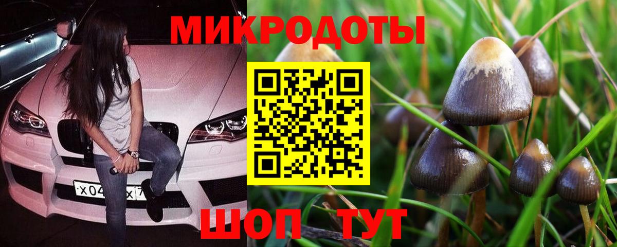 Галлюциногенные грибы Psilocybine cubensis Северск
